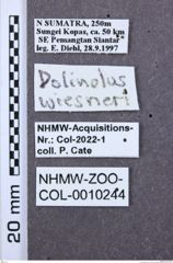 Etiketten zu Dolinolus tractabilis (NHMW-ZOO-COL-0010244)